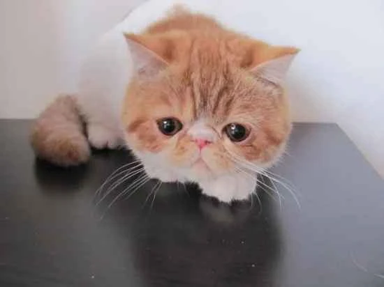 Things to note when buying a cat litter box