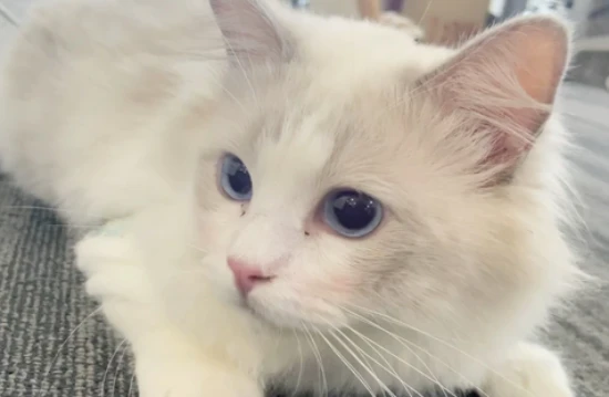 Why does a cat meow like a child crying?