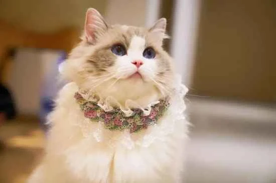 Does a cat always lick another cat's fur because it likes it or wants to conquer it?