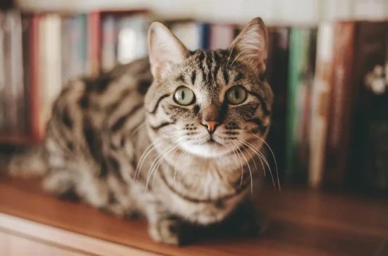 Can cats drink sugar water?