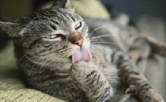 How to get rid of ticks on a cat?