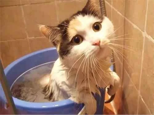 How should you give a cat with ringworm a medicated bath?