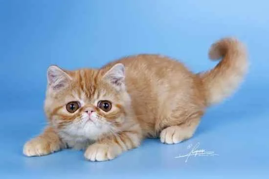 How often should cats be dewormed? Can Braxton deworm?