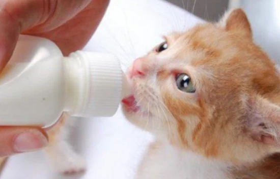 Can newborn kittens drink soy milk?