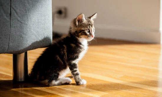 Can cats eat sweet potatoes?