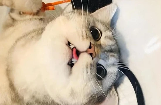 Why do cats have their testicles removed?