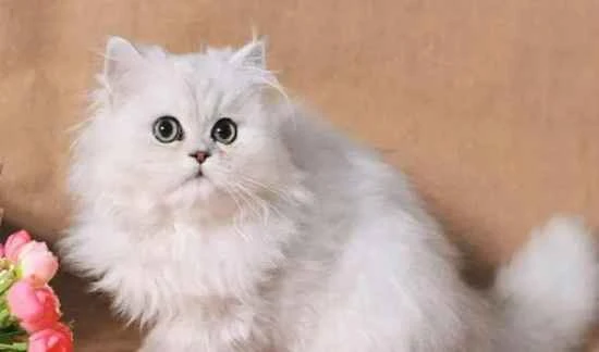 What are the characteristics of cats?