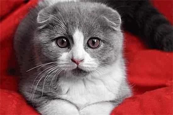 Can cats be bathed before getting vaccinated?