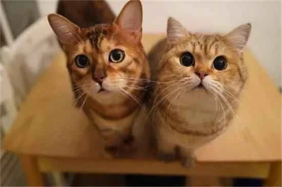 Do cats consider people as companions?