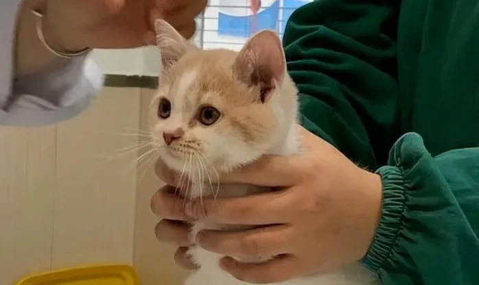 How many times a day is it normal for a cat to urinate?