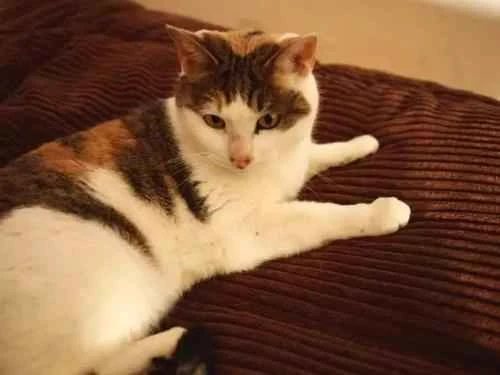 When a cat sniffs something and then opens its mouth, is it surprised?