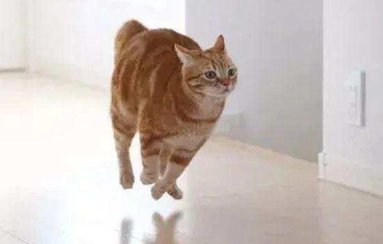 Why is my cat running around the house?