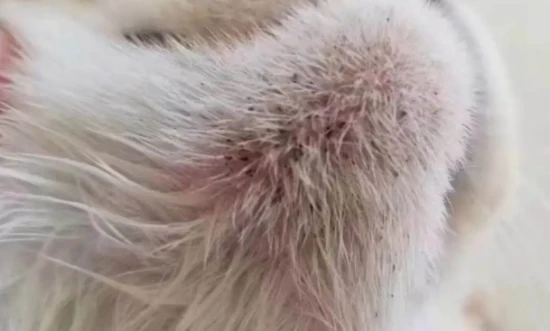 What causes black chin in cats?