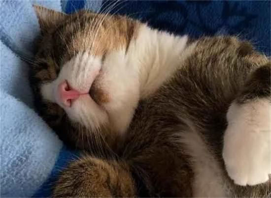 What does it mean when a child abuses a cat?