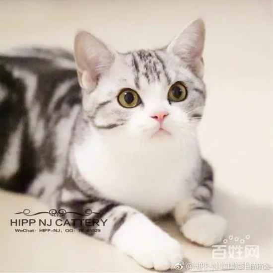 Why are cats only affectionate in the morning?