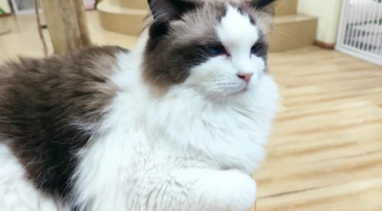 Why should you avoid cleaning up your cat's excrement in front of them?