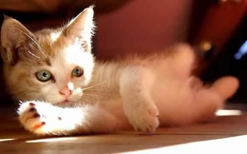 What are some things to keep in mind when raising cats and dogs together?