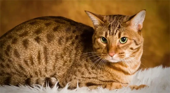 Feng Shui Considerations for Keeping Cats (Introduction to Feng Shui Considerations for Keeping Cats)