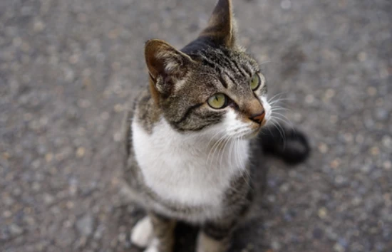 Why do cats love dried fish so much?