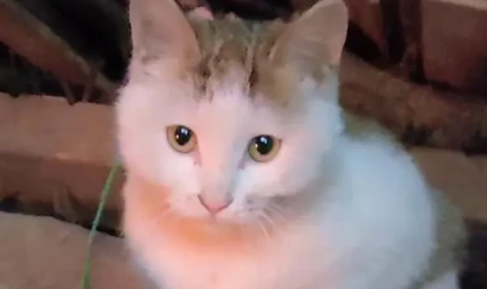 How often should kittens be dewormed?