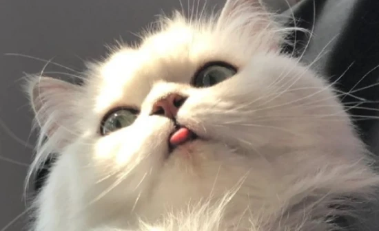 Physical characteristics and lifestyle of cats