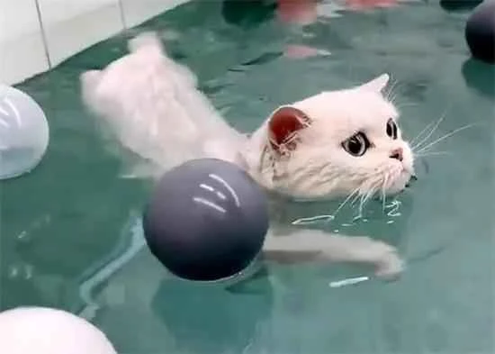 Can cats swim?