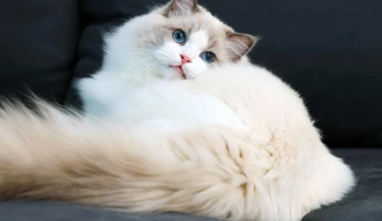 What are the common reasons for Ragdoll cats shedding?