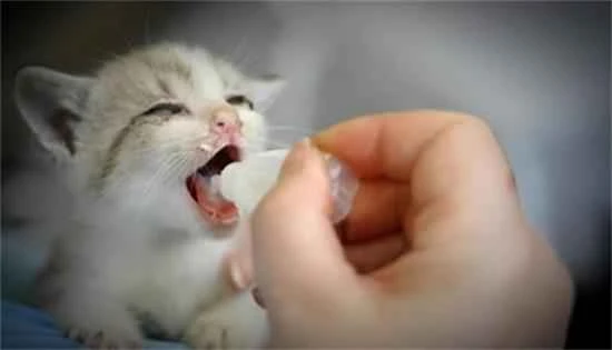 How to feed a 2-month-old kitten