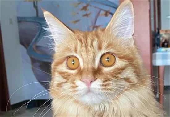 Are flea medications harmful to cats?