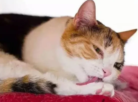 My cat keeps coughing, it seems like he has a problem with his trachea. What could be the cause?