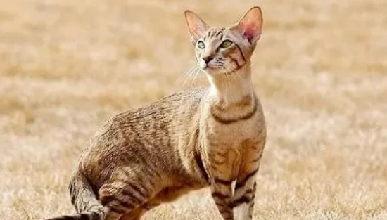 What should a kitten eat to help it produce milk?