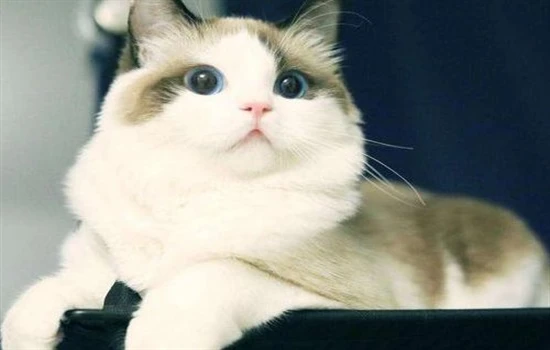 Do Ragdoll cats need air conditioning in winter?