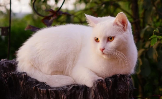 How many years can a cat typically live?