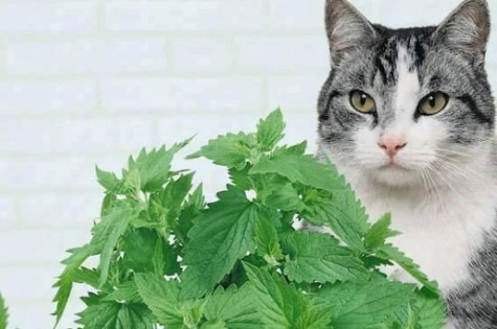 What is catnip?