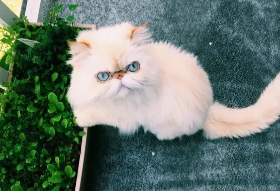 Are Himalayan cats intelligent?