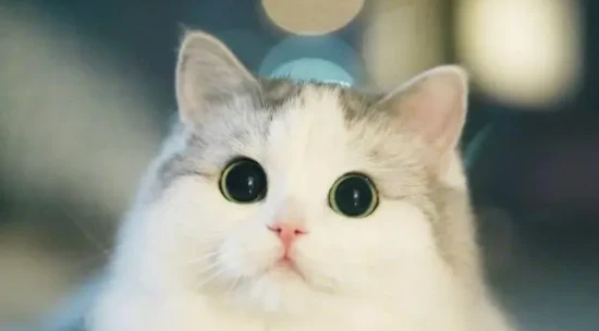 What are the living habits of Ragdoll cats?