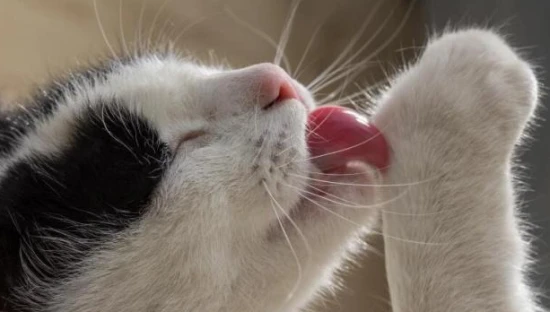 Why does my cat keep licking itself?