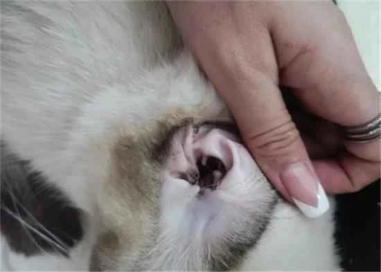 Iodine solution is very effective for treating ear mites in cats.