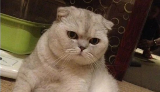 Why do cats suddenly have soft stools?