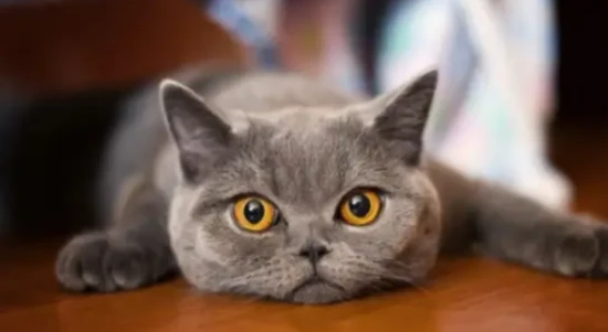 Cat Dietary Precautions