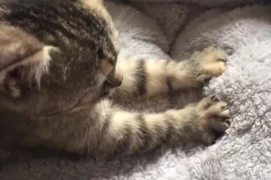 What does it mean when a cat kneads its paws?