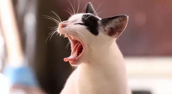 Why does my cat keep meowing?