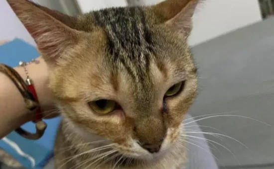 Cat's reaction after vaccination