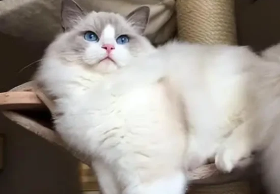 What are the differences between a "domestic cat" and a "pet cat"?