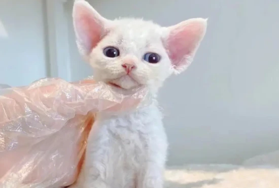 Why do cats like to sleep with their owners?