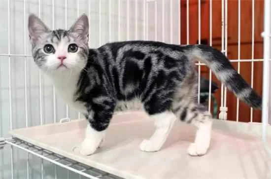 How to detect various problems in cats in a timely manner