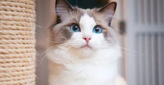 Unveiling the world's top ten cat breeds: a blend of elegance and mystery.