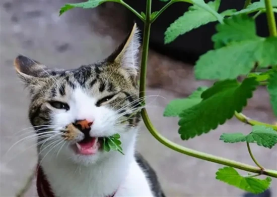 The difference between catnip and mint