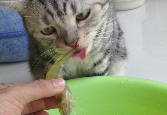 Can cats eat shrimp?