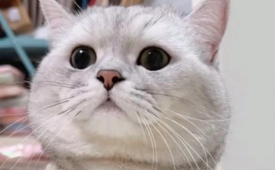 What temperature is suitable for cats to live in?